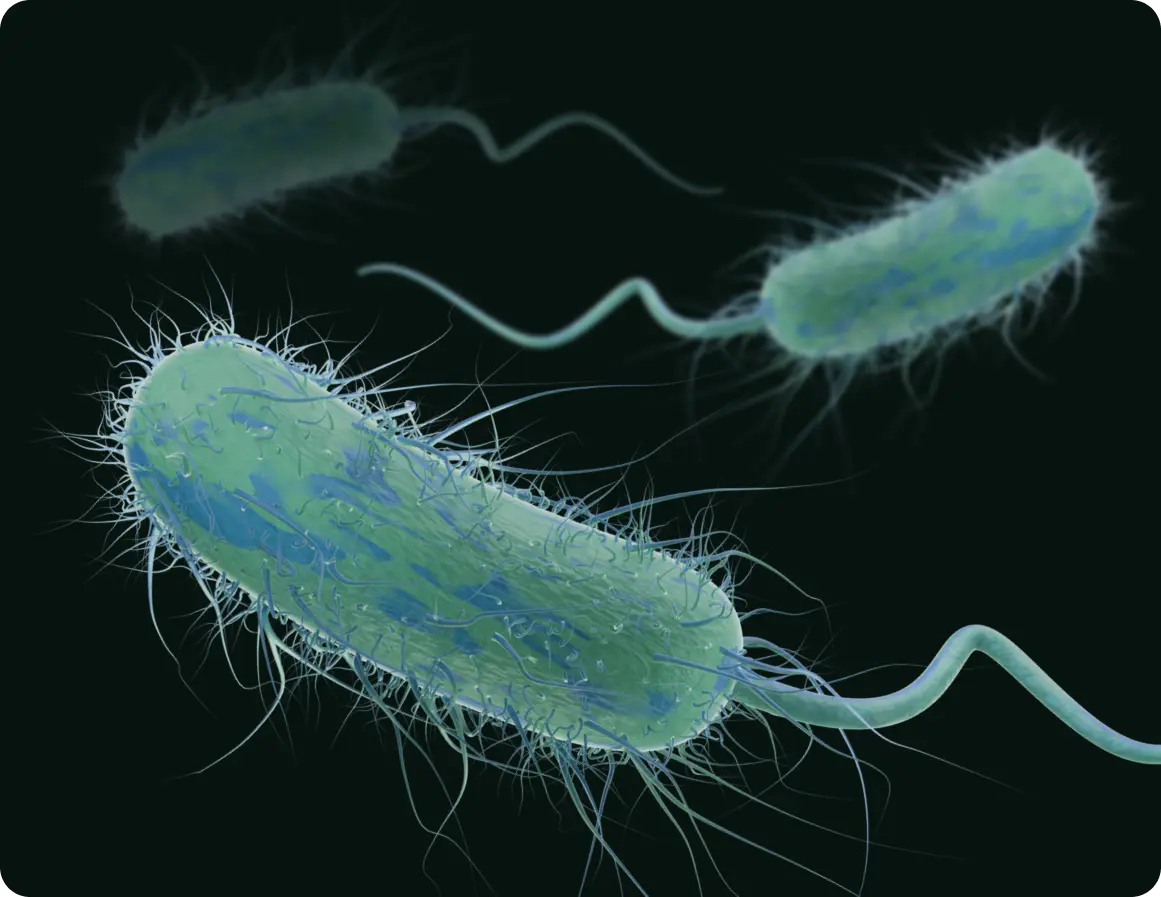 Photograph of UTI-causing bacteria