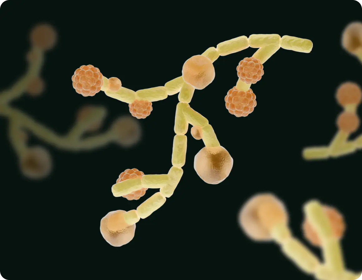 Photograph of UTI-causing fungi