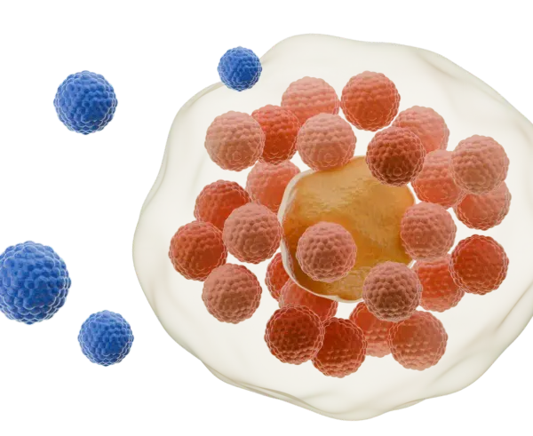 Chlamydia trachomatis