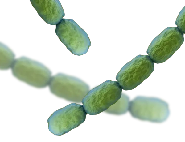 Haemophilus ducreyi