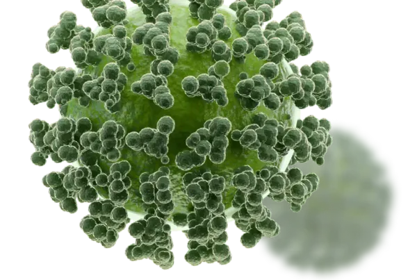 Herpes simplex virus Type 2