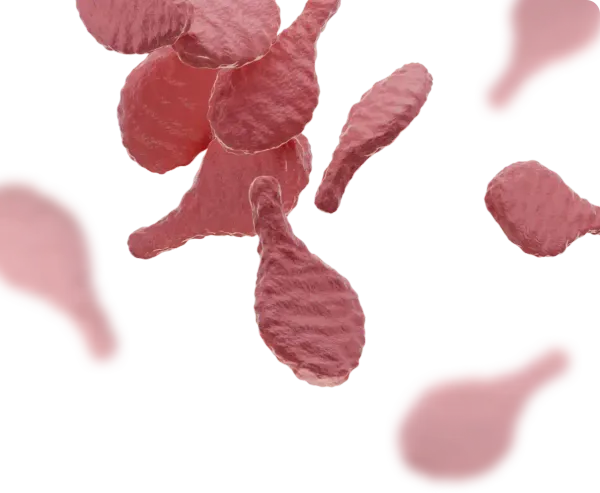 Mycoplasma genitalium