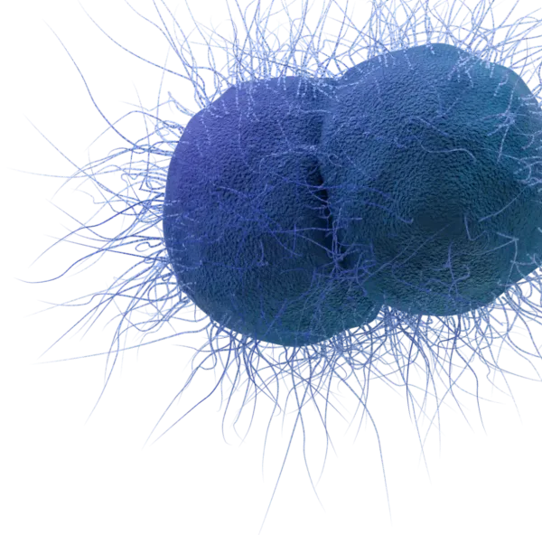 Gonorrhea