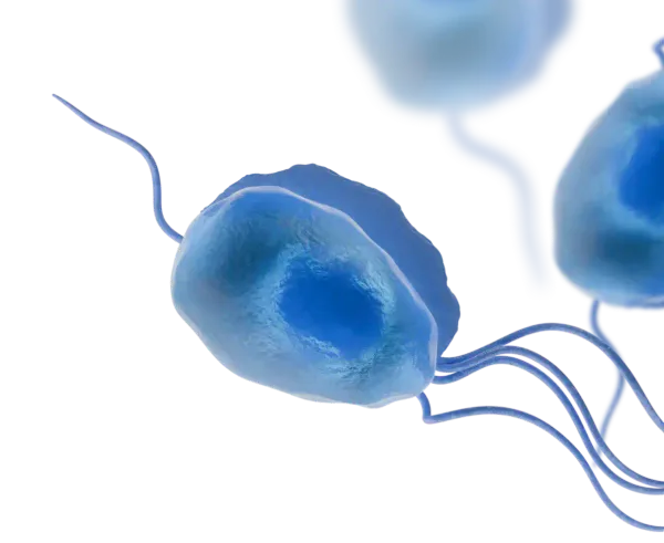 Trichomonas vaginalis