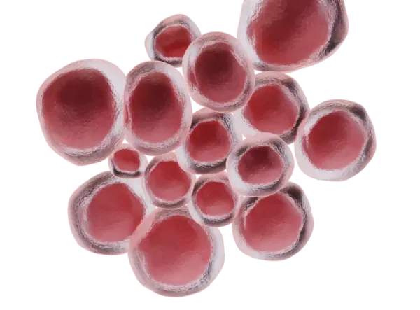 Ureaplasma parvum