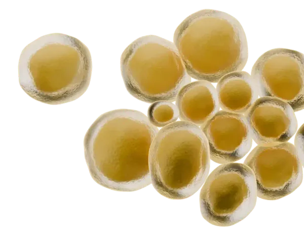 Ureaplasma urealyticum