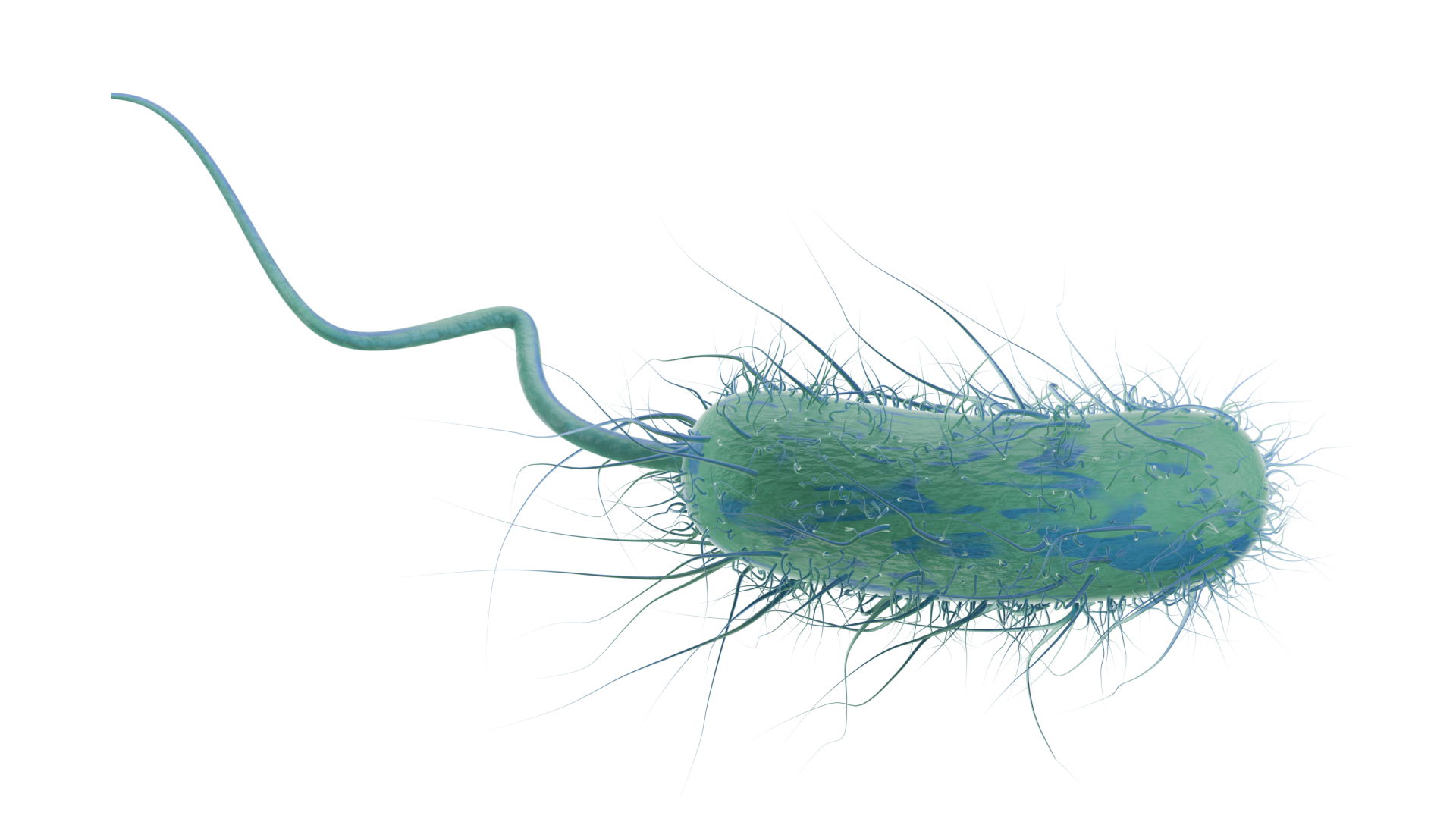 Escherichia coli bacteria