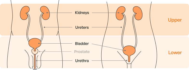 Diagram of the male and female urinary tract showing upper and lower regions, with kidneys, ureters, bladder, prostate, and urethra labeled